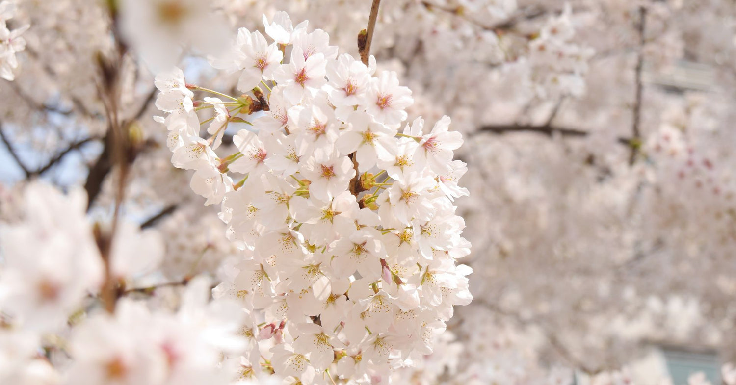 Bijoux fleur de printemps